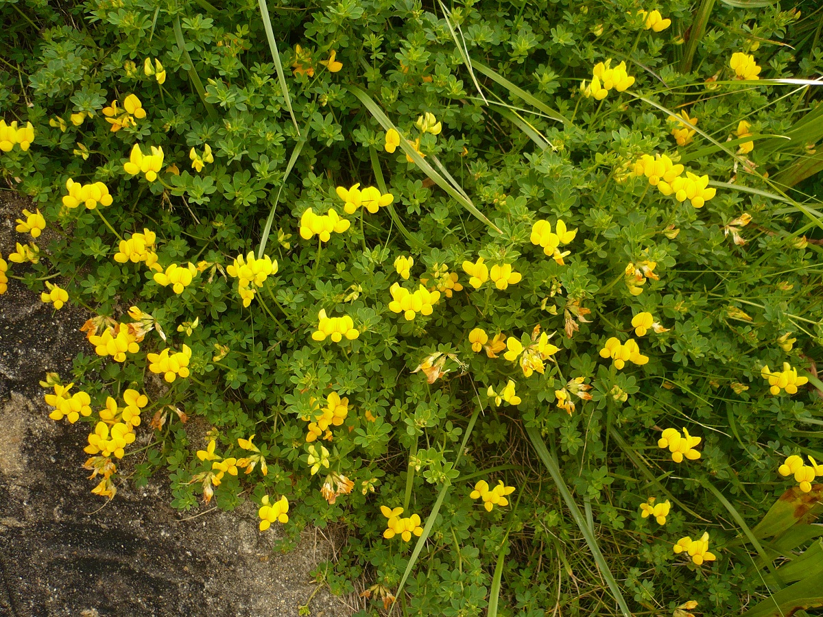 Lotus corniculatus subsp. corniculatus (Fabaceae)